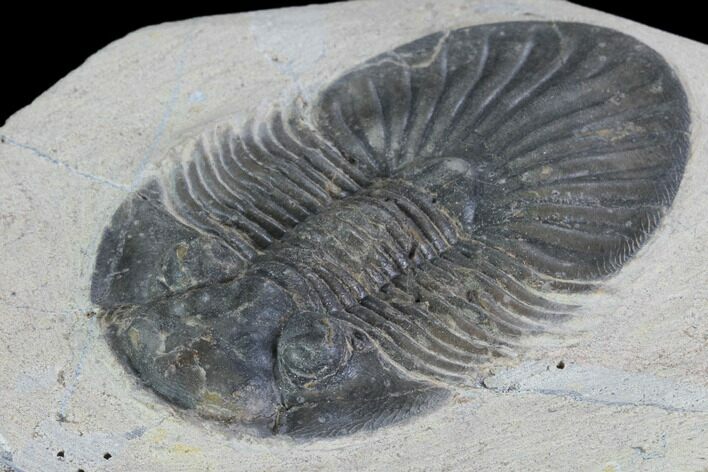 Platyscutellum Trilobite Fossil - Atchana, Morocco #100687
